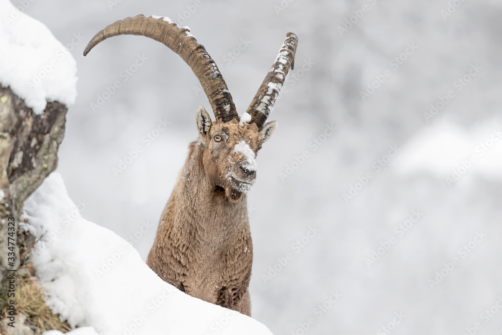 Alpine ibex on the peak (Capra ibex)