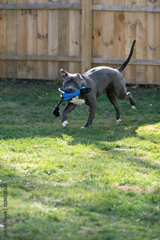puppy playing in backyard with her favorite toy puppy playing in backyard with her favorite toy
