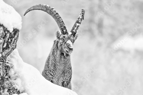 Canvastavla Black and white portrait of Alpine ibex in the snow (Capra ibex)