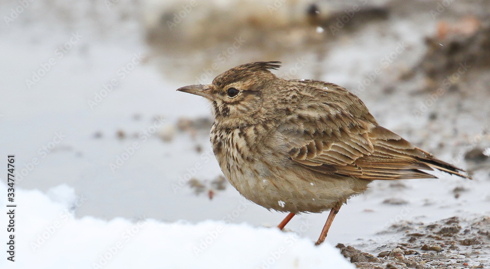 Crested Lark on snow, Galerida cristata Crested Lark on snow, Galerida cristata
