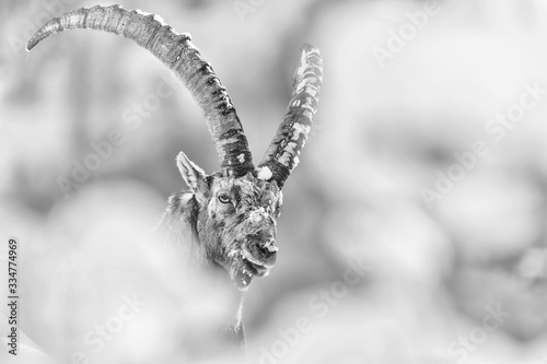 The Alpine ibex wrapped bt snow (Capra ibex) photo