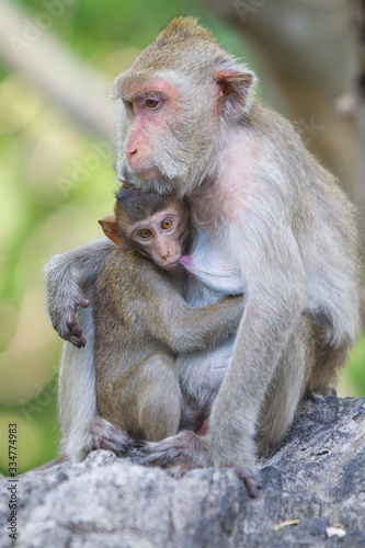 monkey animal asiael  thailand