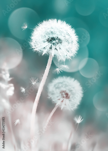 White dandelions in the field. Image in delicate pastel green and pink colors. Natural spring and summer background.