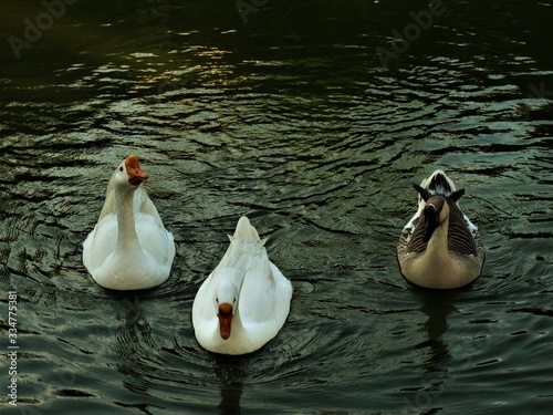 Swans on the lake III