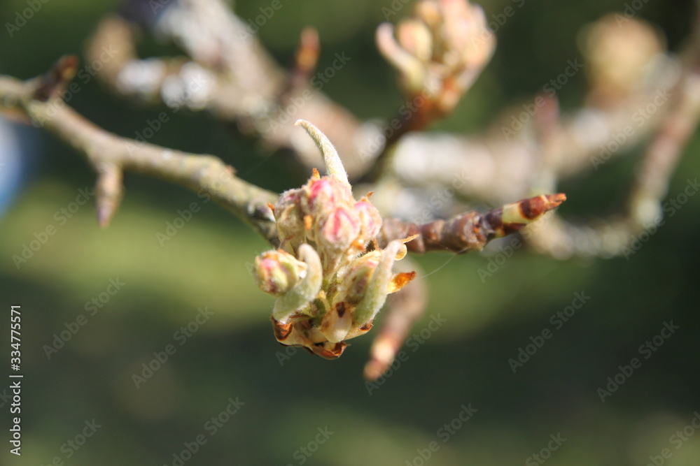 White fresh pear tree bud fertile blossom