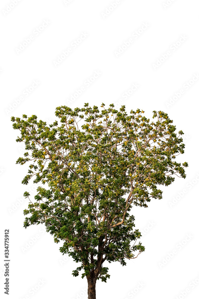 Naklejka premium the tree with beautiful structure isolate on white background, tropical trees isolated used for design, advertising and architecture