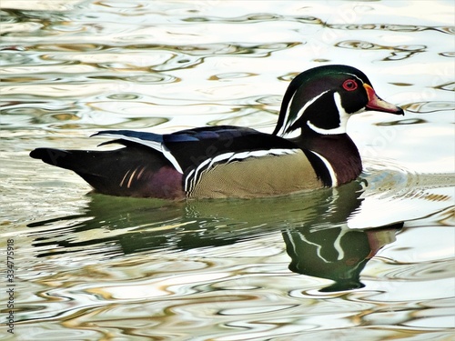 duck and drake