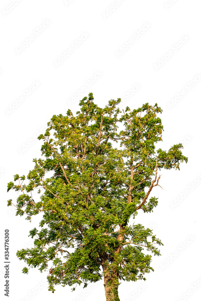 the tree with beautiful structure isolate on white background, tropical trees isolated used for design, advertising and architecture