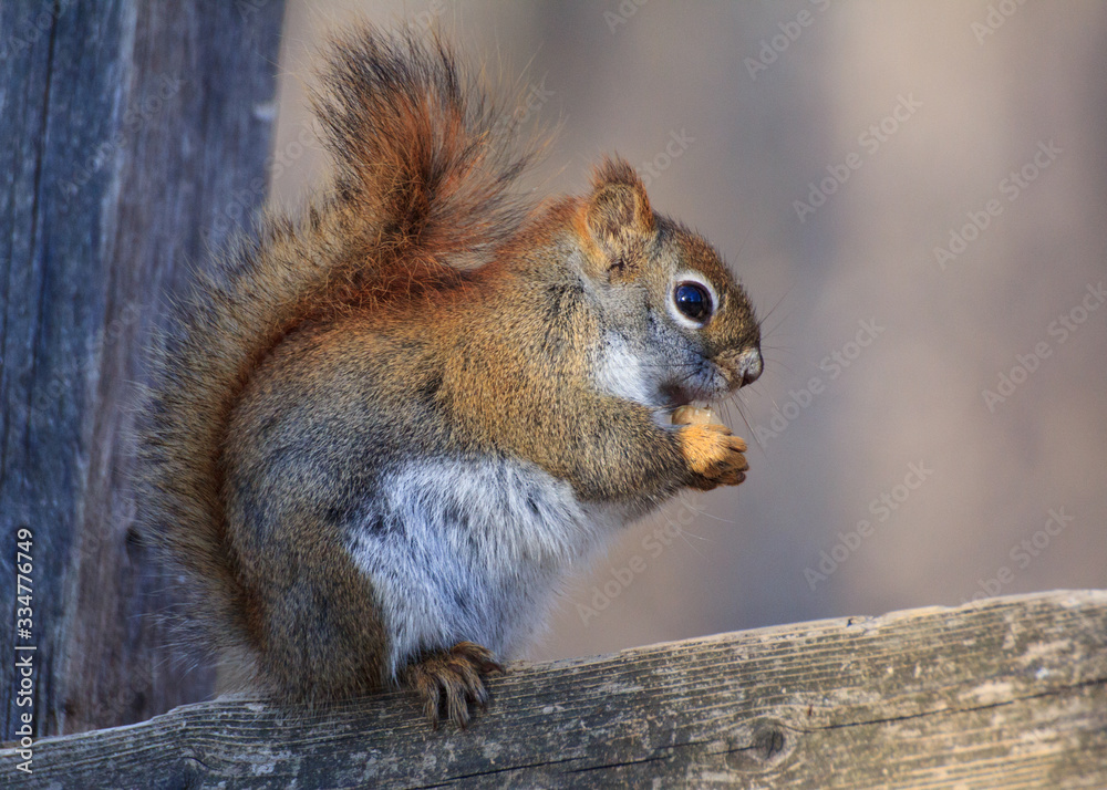 The Squirrel