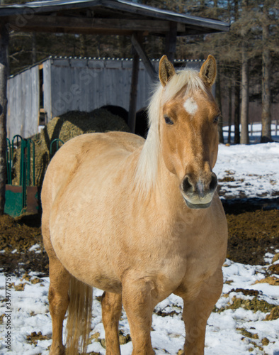 Jolie cheval sur une ferme au Québec, Canada