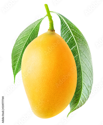 Isolated mango fruit. One yellow mango hanging on a tree branch with leaves isolated on white background photo