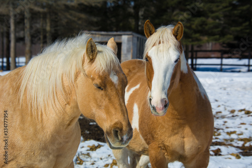 Jolie cheval sur une ferme au Québec, Canada