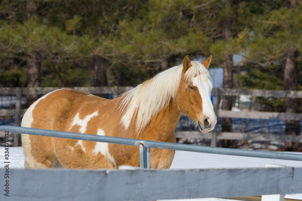 Fototapeta premium Jolie cheval sur une ferme au Québec, Canada