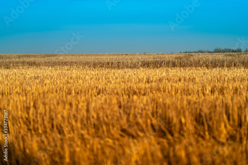 Wheat or Barley field against blue sky