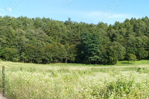 Soba farm in Nagano prefecture