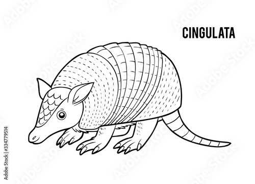 Coloring book, Cingulata