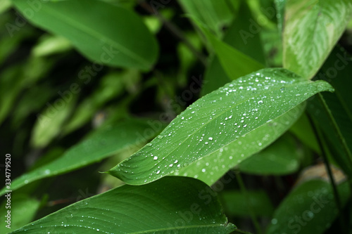 Raindrops on a green leaf. Natural hydration of plants.