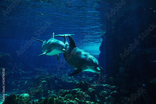 Pair of dolphins swimming underwater