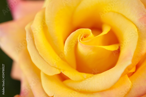 Yellow rose bud macro