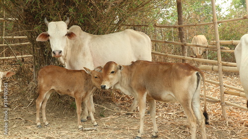Fototapeta Naklejka Na Ścianę i Meble -  cow and calf