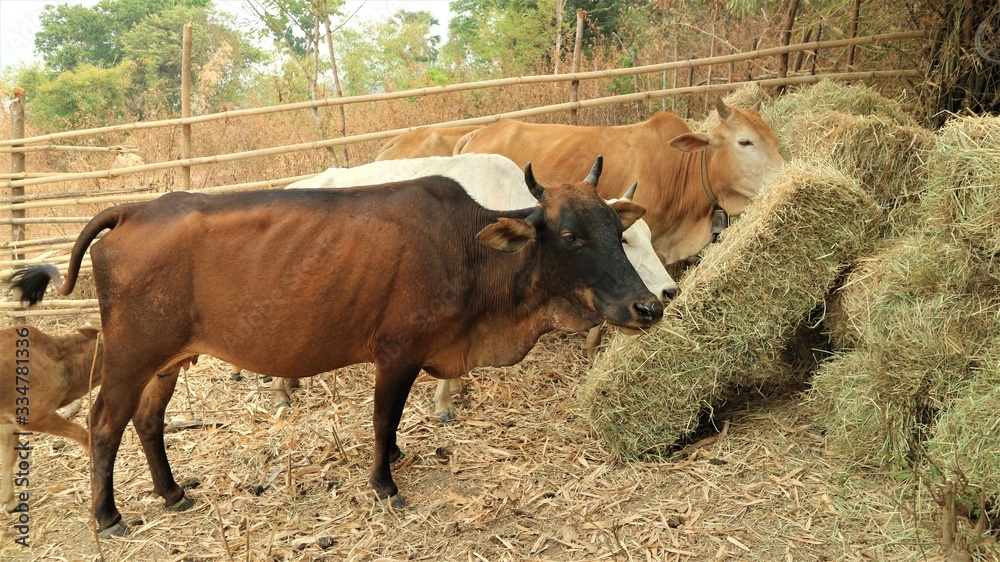 Fototapeta premium Many cows eat food.