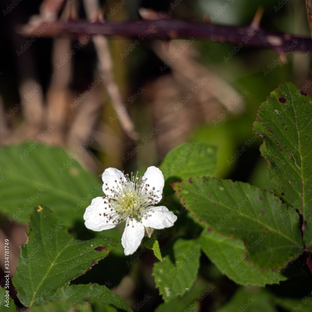 Wild Blackberry flowering in the autumn sunshine near little Haven Wild Blackberry flowering in the autumn sunshine near little Haven