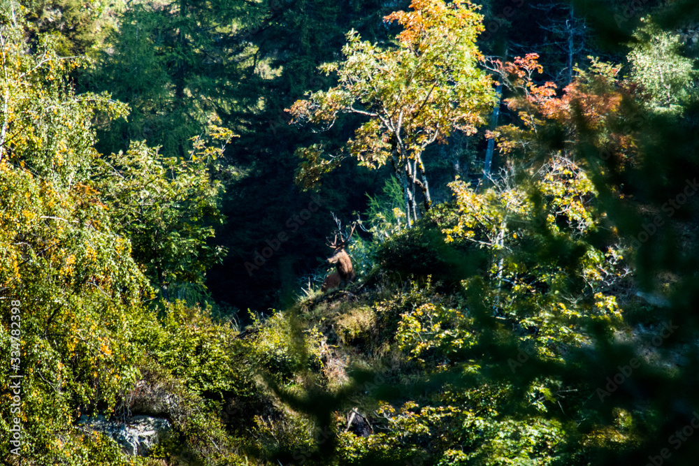 Foret d'automne Foret d'automne