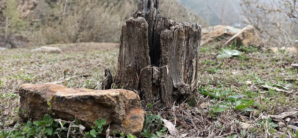 Old And Dry Trunkk of cutted tree in forest kashmir