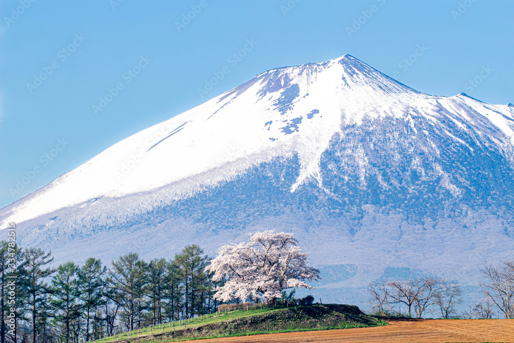 丘の上の一本桜 丘の上の一本桜