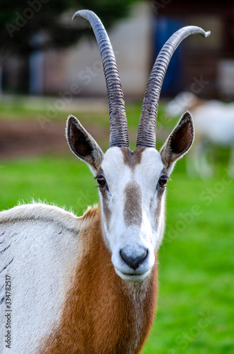 The Scimitar-horned Oryx, also called the Scimitar Oryx, of North Africa and is extinct in the wild. In addition to habitat loss it was hunted for its horns. 
