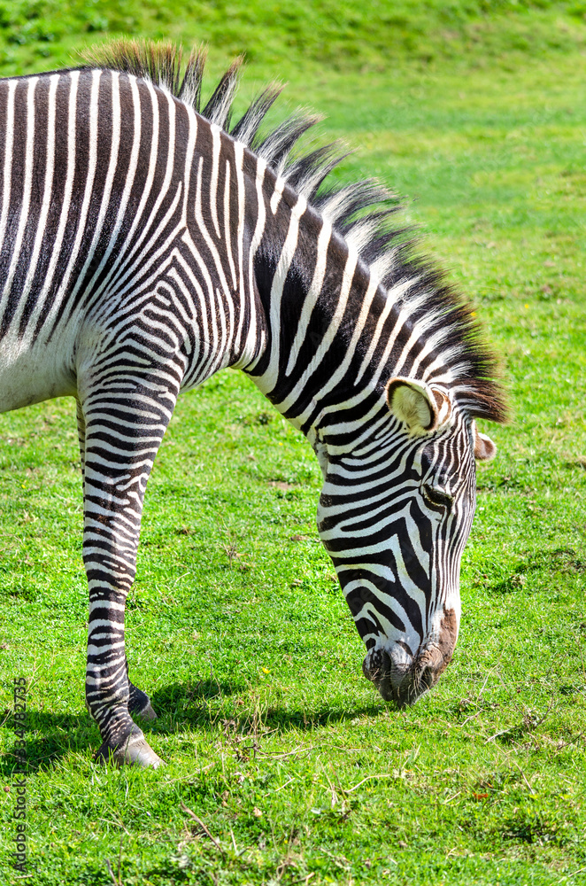 A Grevy's Zebra grazing. Its natural habitat is semi-arid grasslands of east Africa its black and white stripes are narrower and closer set being broader on the neck A Grevy's Zebra grazing. Its natural habitat is semi-arid grasslands of east Africa its black and white stripes are narrower and closer set being broader on the neck
