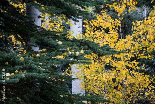 fall colors