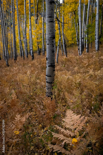 Fall Ferns
