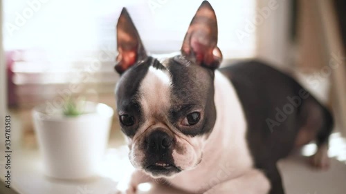 A sleepy Boston Terrier dog with a tearful eye yawns at the window of the house during the day.