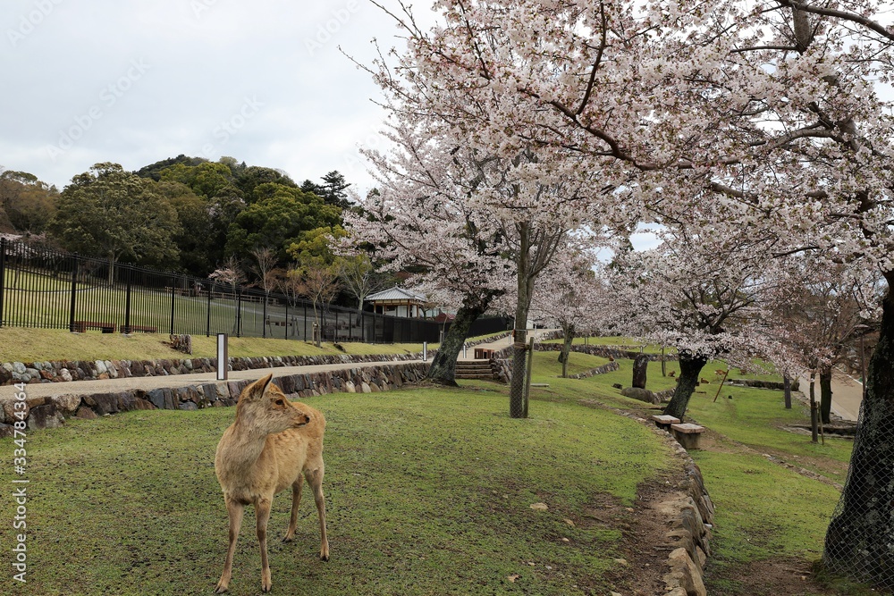 Fototapeta premium 奈良公園 鹿と桜