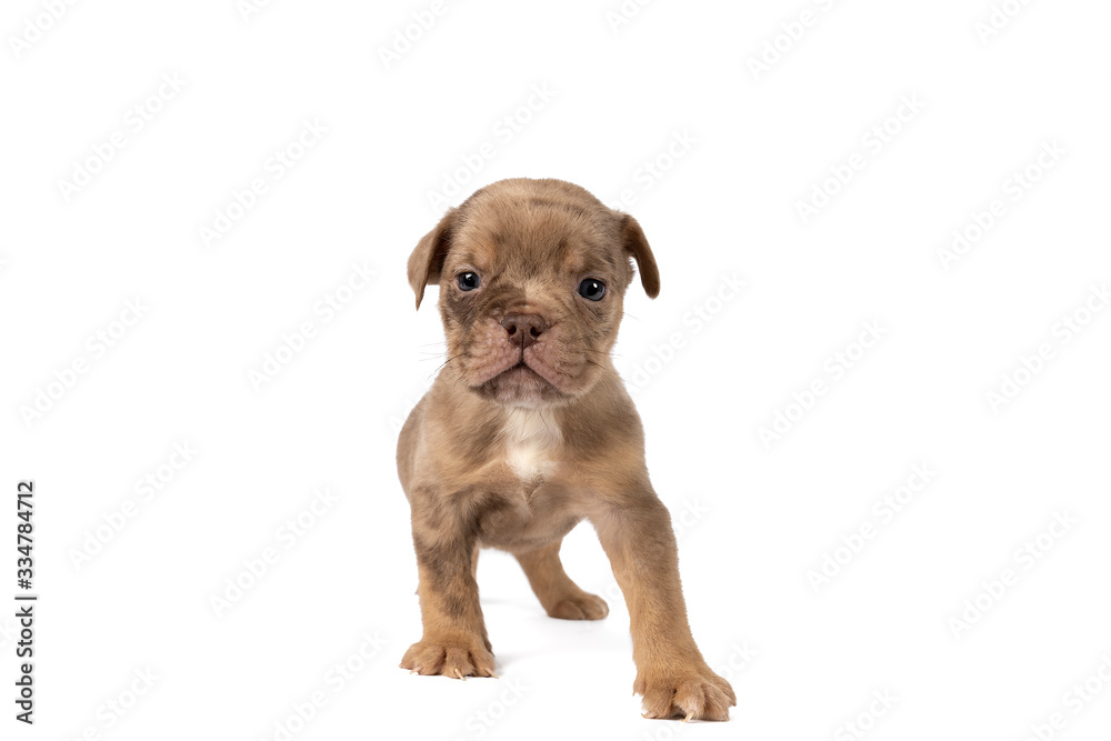 Obraz premium Portrait of an Old English Bulldog puppy standing isolated against a white background