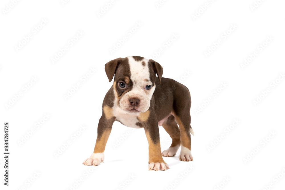 Portrait of an Old English Bulldog puppy standing isolated against a white background