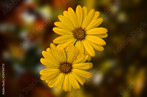 yellow flowers on a abstract back ground photo