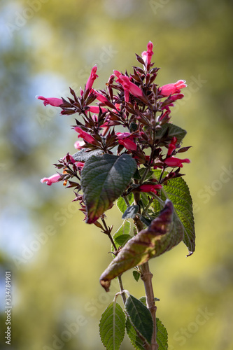 Red flowering Karwinkii's Sage (Salvia karwinskii Benth.) photo