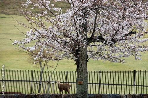 奈良公園 鹿と桜