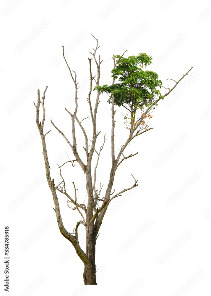 Fototapeta premium Dead tree isolated on white background. This has clipping path.