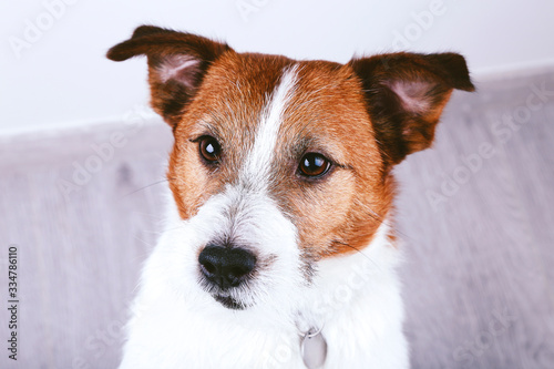 Dog Jack Russell Terrier portrait