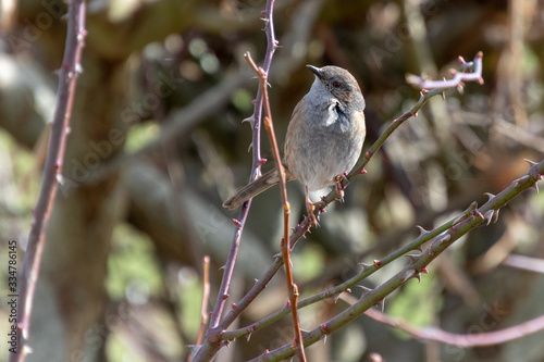 Hedge Accentor (Dunnock) in a hedge in Sussex