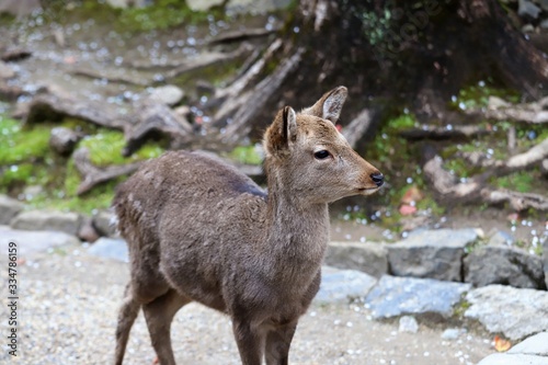 Fototapeta Naklejka Na Ścianę i Meble -  奈良公園　鹿と桜