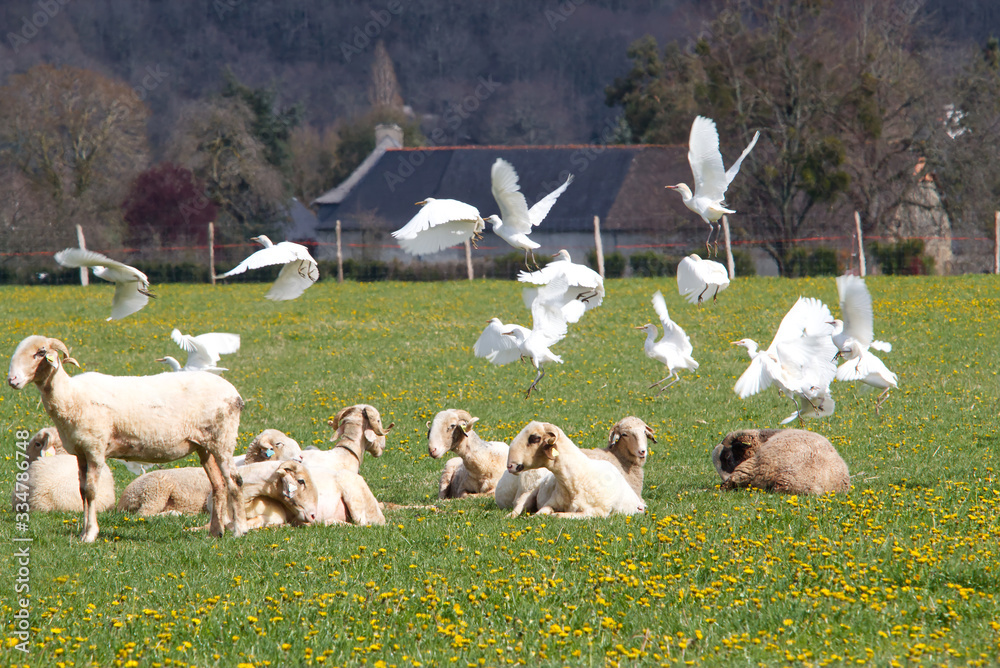 Moutons et aigrette pique-boeufs en vol Moutons et aigrette pique-boeufs en vol