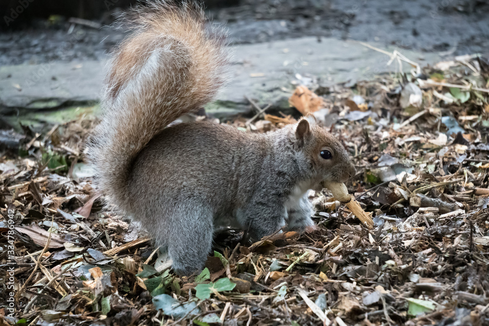 Grey Squirrel (Sciurus carolinensis) burying a peanut shell Grey Squirrel (Sciurus carolinensis) burying a peanut shell