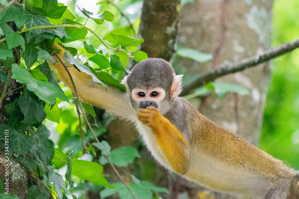 Common Squirrel Monkey Eating, Downward Look Common Squirrel Monkey Eating, Downward Look
