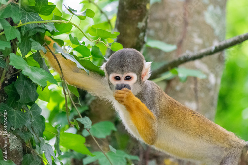 Common Squirrel Monkey Eating, Downward Look © D. C. Images.