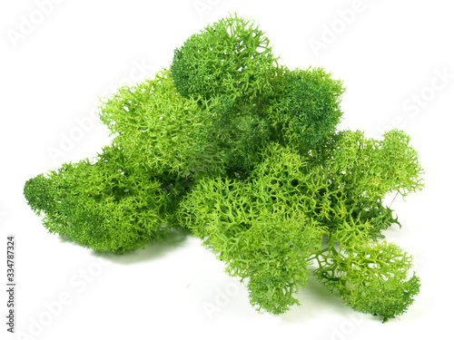Canvas Print Reindeer moss isoladet on white background