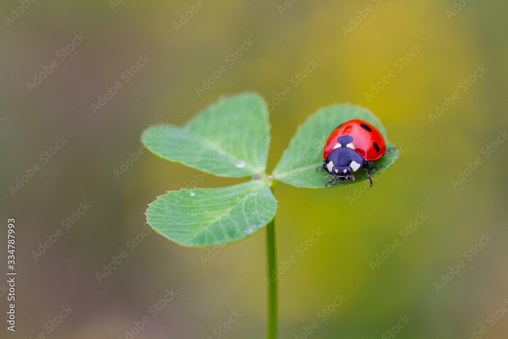 Fototapeta premium ladybug on four leaf clover